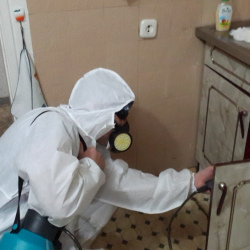 Дезинфекция от муравьев в квартире в Бронницах